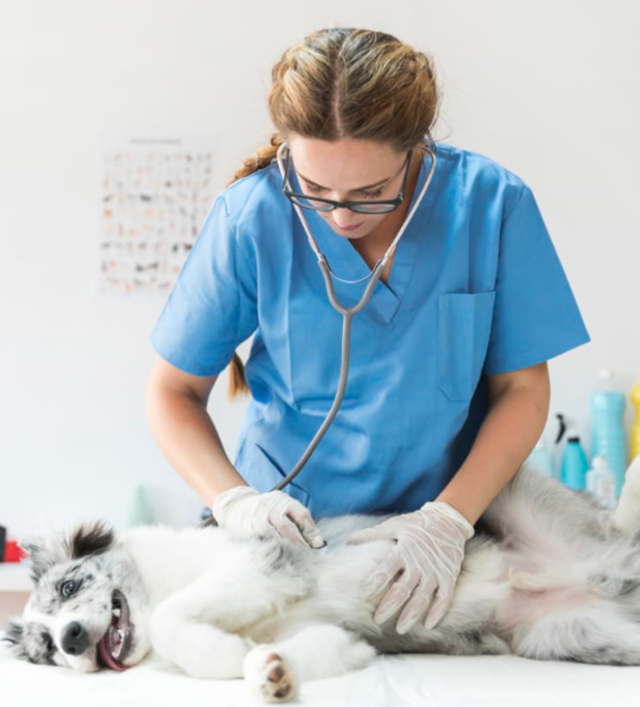 Auxiliar de Veterinária